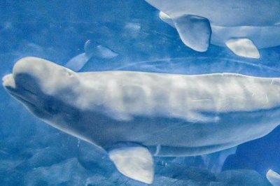 白鲸吃鱼需要咀嚼吗，无需咀嚼一般是直接吞下