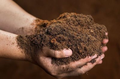 如何水培巴西木,每隔10天添加一次氮肥等肥料