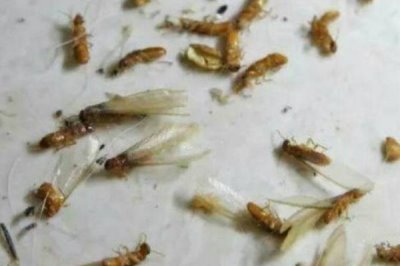 怎么消灭有翅膀的白蚁,可用高压黑光灯进行诱杀