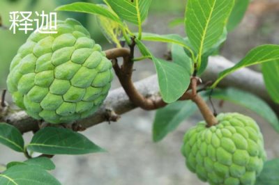 荔枝和释迦有何区别，科属、形态和产地都不同