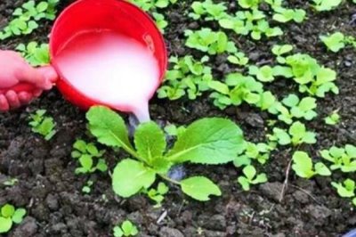 反季节蔬菜的施肥要点,应重施有机肥、合理选择肥料类型并确定用量