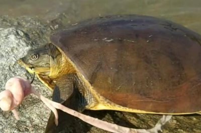 用什么钓甲鱼好,最合适的饵料都是肉类
