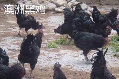 常见的蛋鸡品种,白来航鸡的年产蛋量可达到300枚