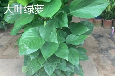 绿萝的品种,包括银星绿萝、霓虹绿萝、斑叶绿萝等种类