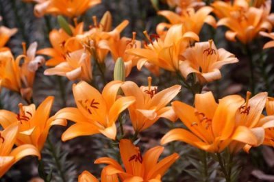 橙色百合花的寓意，寓意荣誉、胜利、富贵等