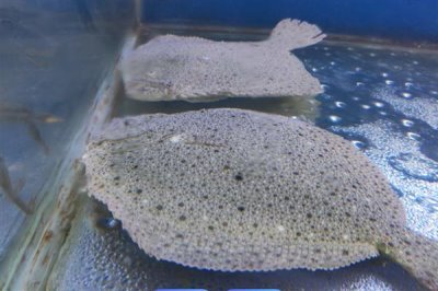 农村养多宝鱼是否赚钱,每种养殖方式的效益都不同