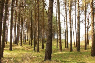 土鸡的散养要点,一定要选择好一点的鸡苗