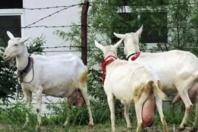 奶羊要下崽了有什么症状，通常会出现肚子下垂、奶涨大等