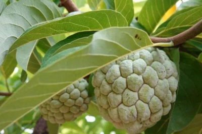 释迦果的种植条件,适合在两广地区和海南地区种植