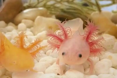 六角恐龙鱼逐渐死亡的原因，一般是生病、缺氧、水温过高造成