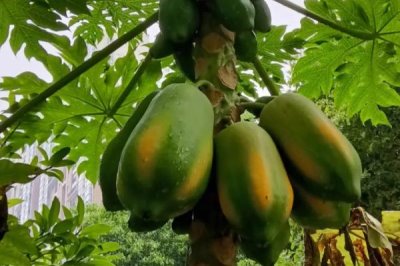 天香木瓜的栽培要点，通常在秋天10-12月份栽植