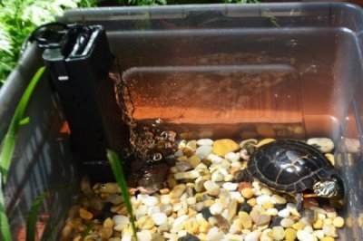 小乌龟如何养，不要让它时时刻刻泡在水里