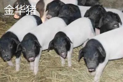 我国猪的品种有哪些,不同品种适合不同地区养殖