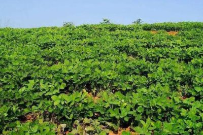 种植花生如何防治青虫害，防止与寄主植物轮作套种