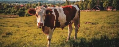 母牛流粘液多久可以配种,通常可在9-24小时内配种