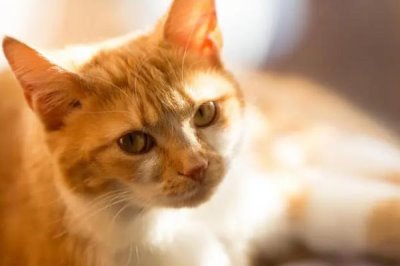 猫咪为什么会吐毛球,通过消化道难排出体外所以会吐出来