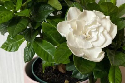 栀子花有毒吗,花香浓郁但全株无毒