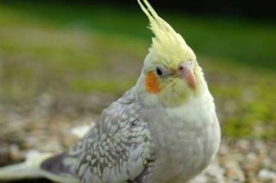 黄化玄凤鹦鹉秃头和不秃头的区别，区别在于它们头部的羽毛