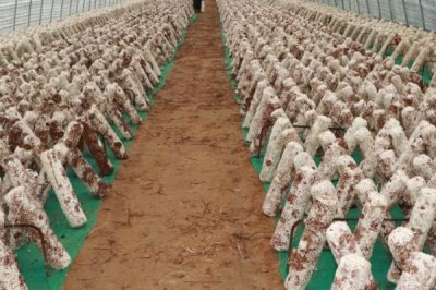 哪些因素会影响香菇的品质,水分、光照、温度等因素均会造成影响