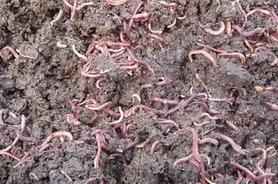 蚯蚓养殖的生长周期,平均为3个月