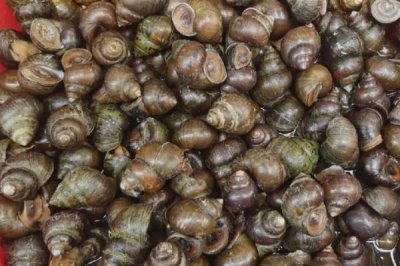 田螺是什么动物,是田螺科软体动物的统称