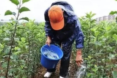 果树秋施基肥的时间，最佳时间是9月中下旬