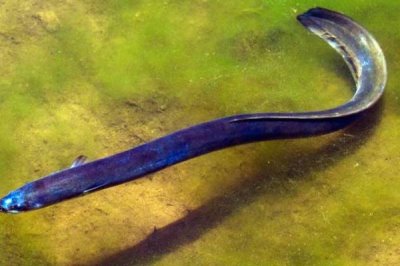 印尼鳗的特点,身体近似圆锥形