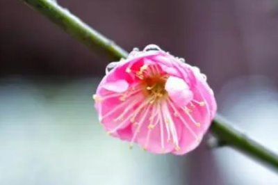 梅花的开放时间,一般为1-3月份