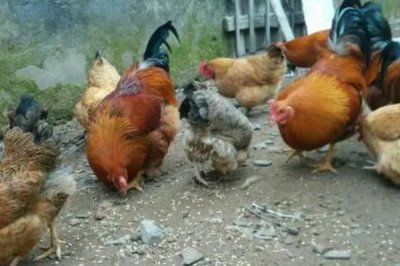 鸡吃沙子和石头的原因,主要是为了研磨食物