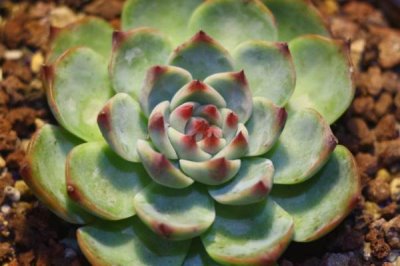 哪些多肉植物比较容易养,可选择姬胧月、虹之玉、冬美人等品种