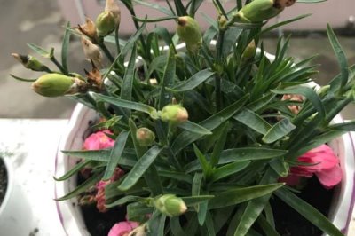 康乃馨叶片发黄原因和处理方法,盆土偏碱容易出现黄叶