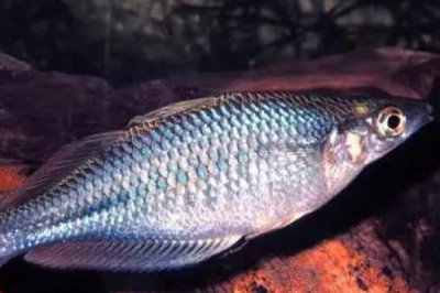 坎氏唇银汉鱼好不好养，饲养难度较大