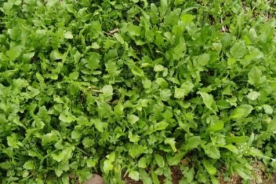 农村挣钱快的创业项目,这几个近年来发展的不错