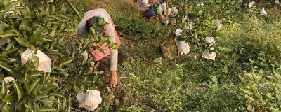 粑粑柑套袋前打什么药,要喷一次全面的杀虫、杀菌混合剂