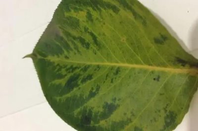 怎么解决除草剂药害,可将芸苔素、鲜牛奶和葡萄糖兑水喷雾