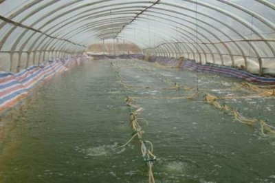 斑节对虾的产地,一般栖息于浅海海域