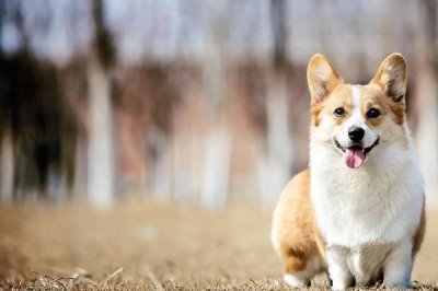 最好养的10种小型犬,包括泰迪犬、西施犬、柯基犬等品种