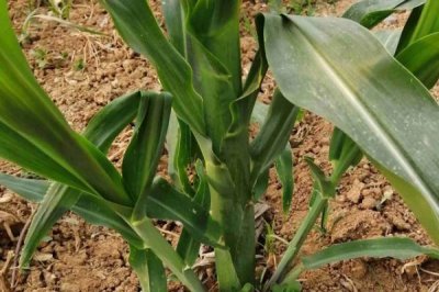 宣益10号玉米种子特征特性,选择在中上等肥力地块种植