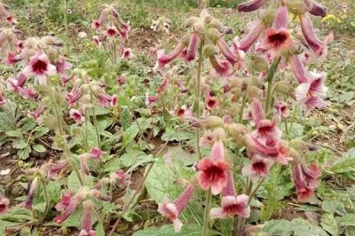 地黄的生长条件,越是荒山越是生长