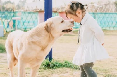 狗狗爱咬东西有哪些原因,可能处在磨牙期
