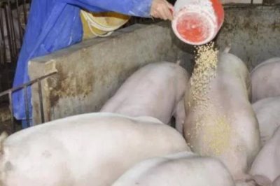 仔猪断奶后怎么喂食，根据日龄决定喂食量