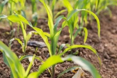 FSZW21玉米品种的特性，中抗大斑病