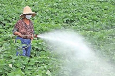 小粒黄豆的栽培技术,播种前要晾晒好种子