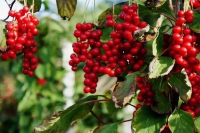 五味子为何不结果,一般是由于授粉不足导致