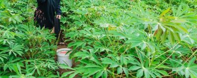 木薯施肥方法,块根膨大期应主施钾肥