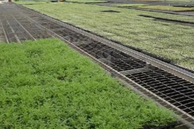 万寿菊怎么种植,苗龄达到40天才能移栽