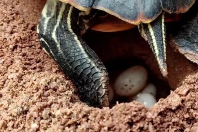火焰龟养几年才可以生蛋,由自身体质和饲养环境决定