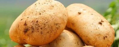 马铃薯收获前有哪些病害需防治,有晚疫病和地下害虫需防治