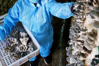 食用菌采收技术要点,通常在七八成熟的时候进行采收