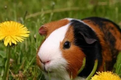 荷兰猪是什么动物,是啮齿动物